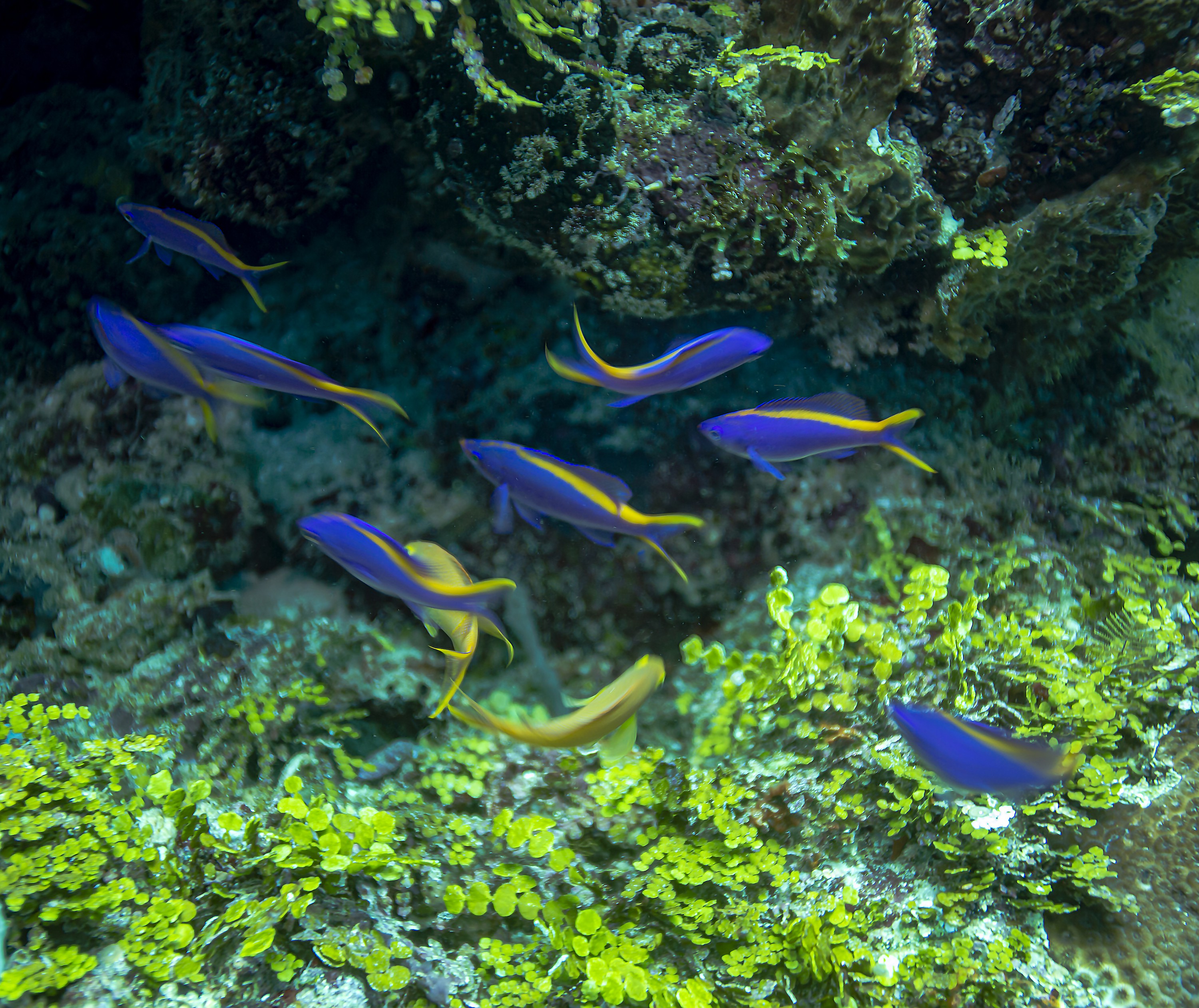 Anthony Horth, Coral Sea reeffish patterns Anthony Horth, Coral Sea reeffish patterns