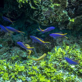 Fotografía, Coral Sea reeffish patterns, Anthony Horth
