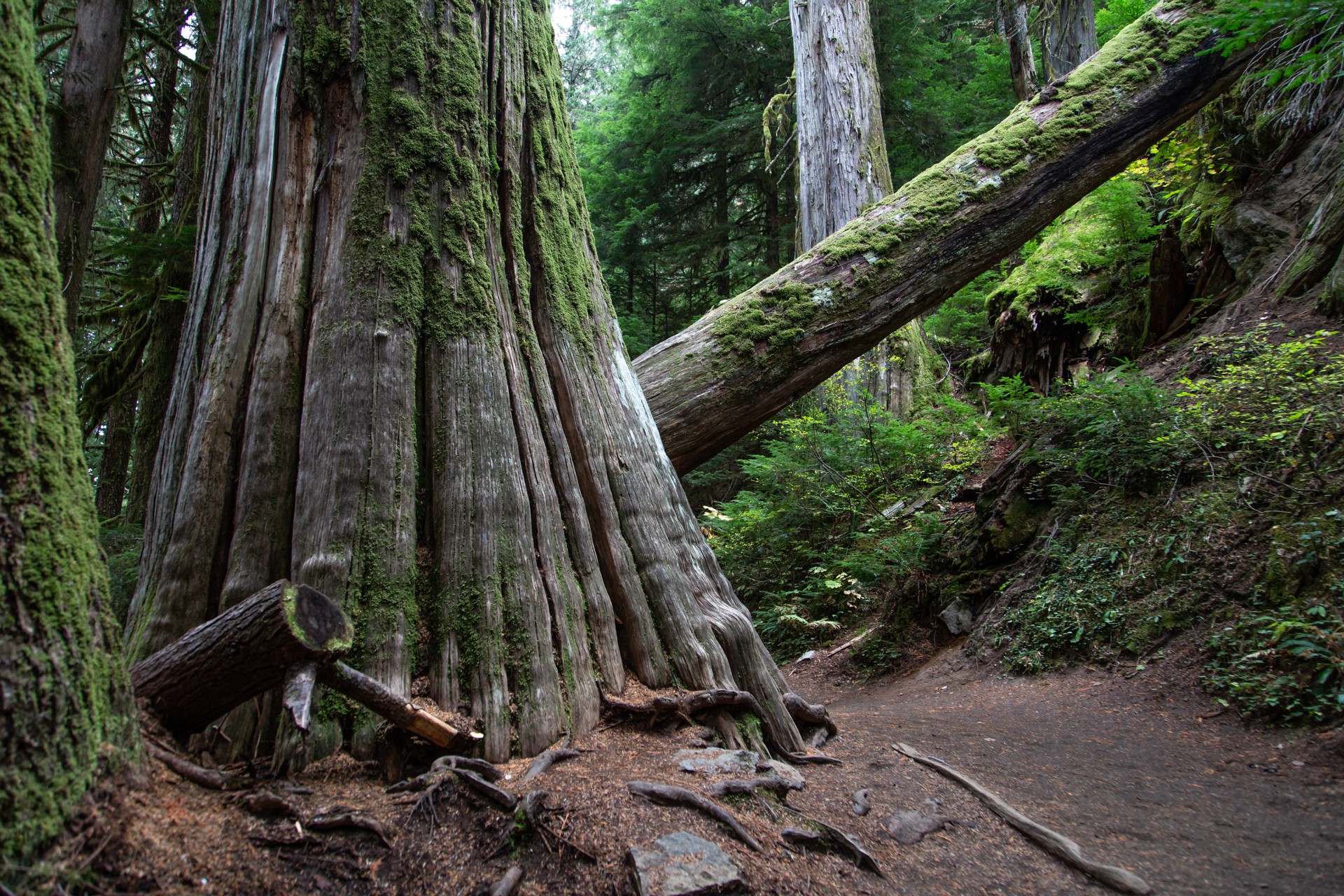 Géraldine Rué, Le sequoia Géraldine Rué, Le sequoia
