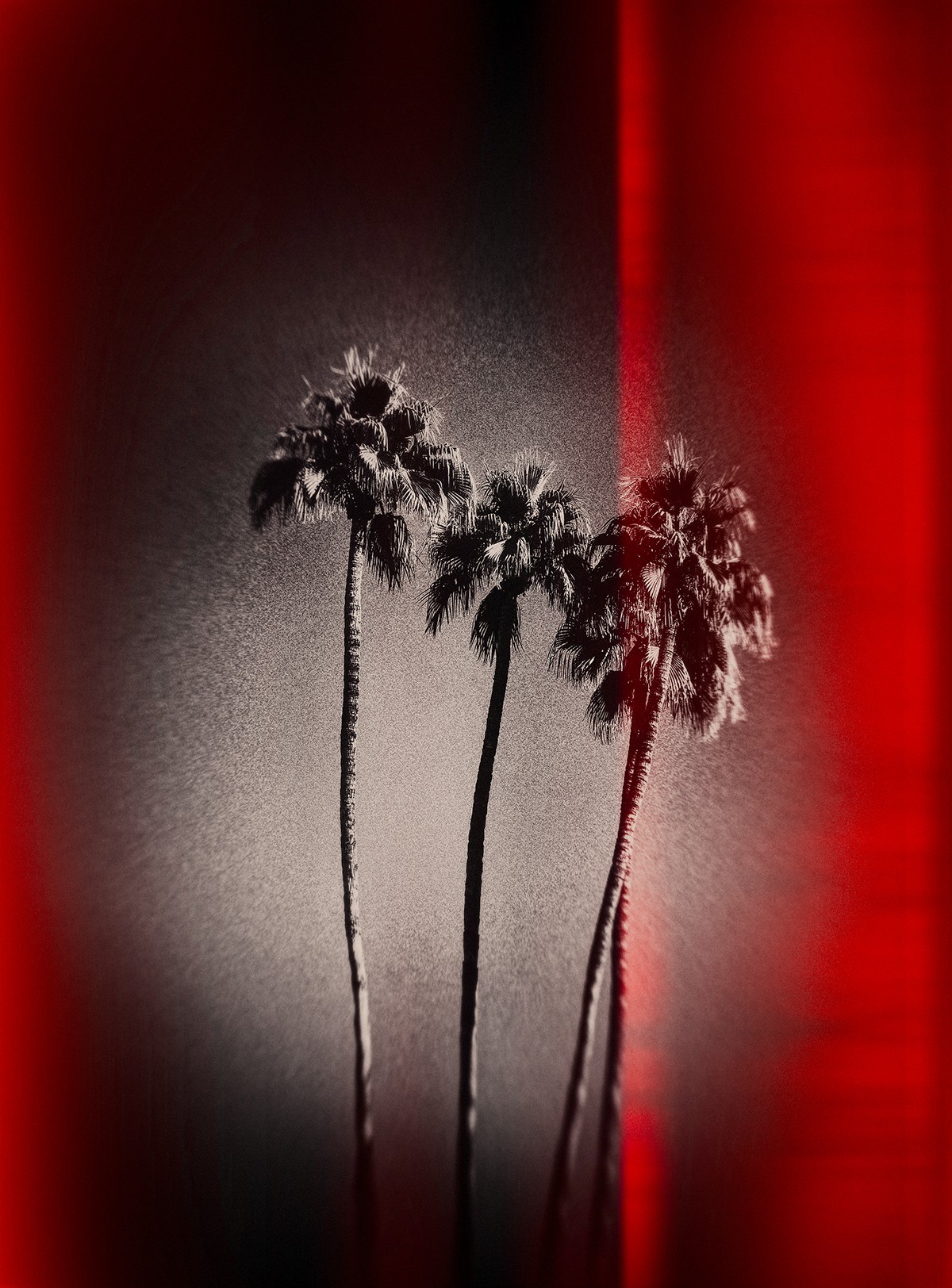 Heike Bohnstengel, Palm Tree Skies, Palm Springs Heike Bohnstengel, Palm Tree Skies, Palm Springs