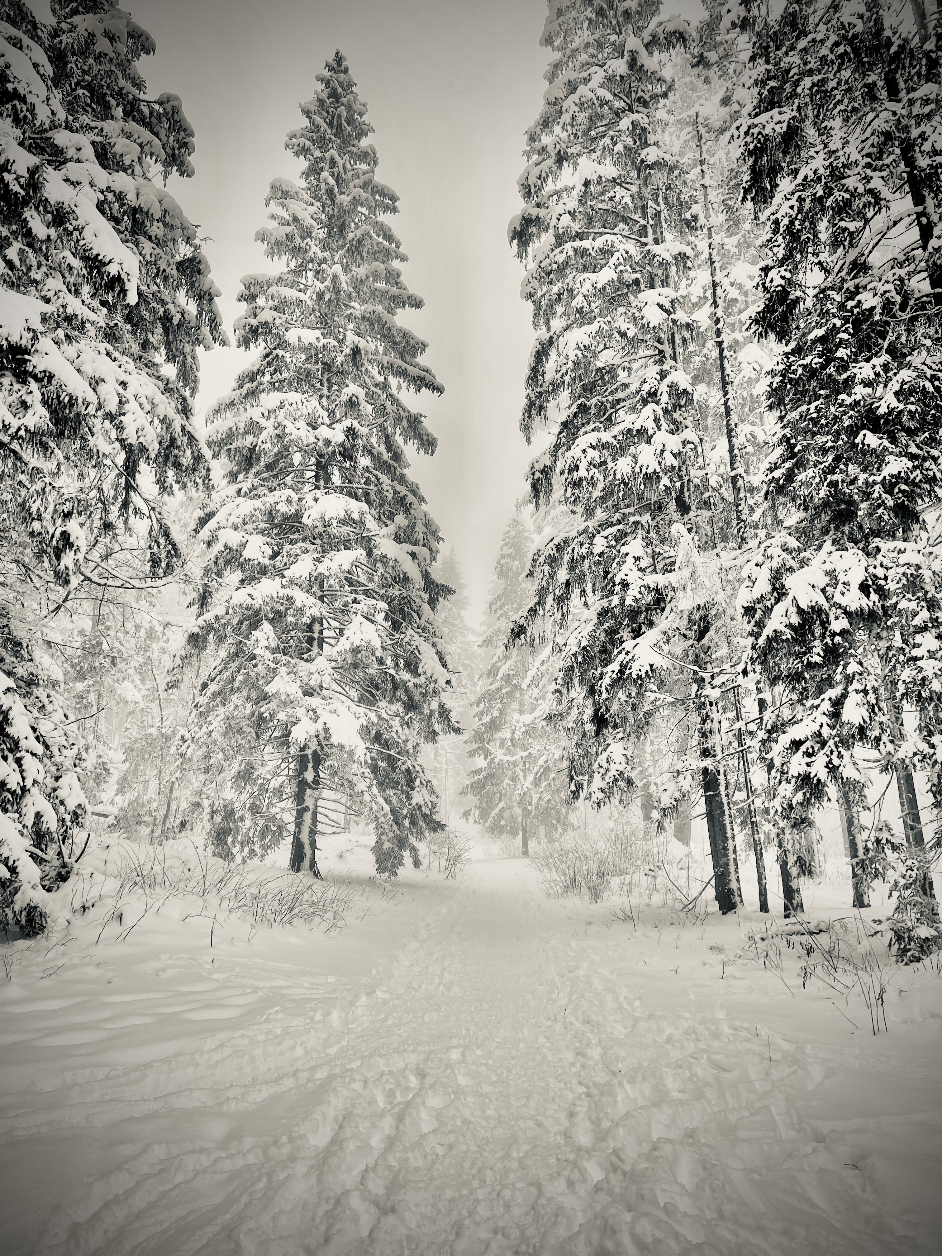 Adrianna MJW, Chemin blanc Adrianna MJW, Chemin blanc