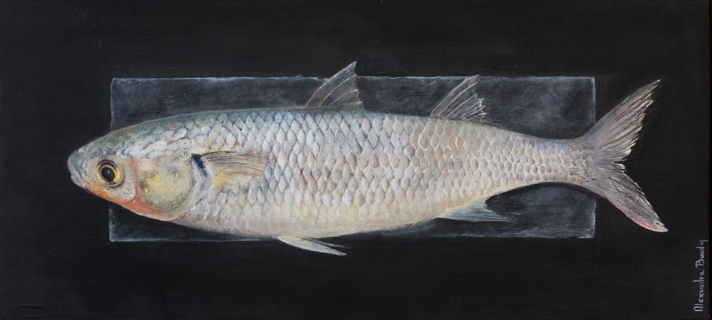Alexandra Baudin, Le mulet - série poisson Alexandra Baudin, Le mulet - série poisson
