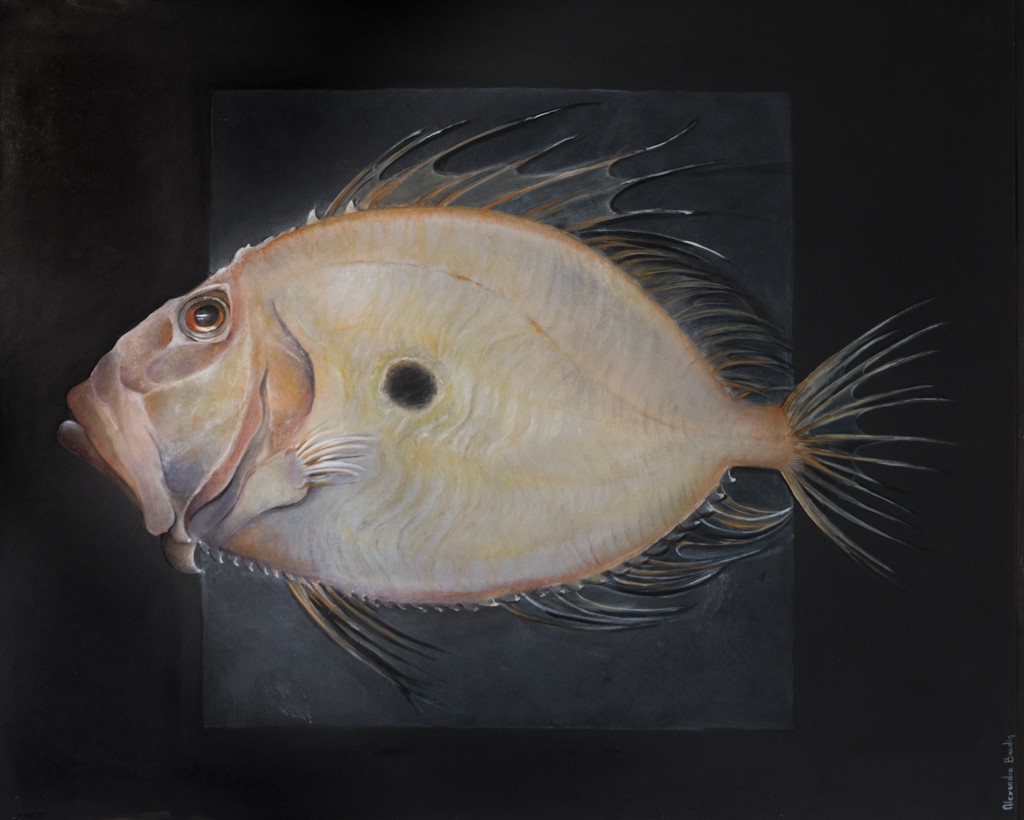 Alexandra Baudin, Le Majestueux - série poisson Alexandra Baudin, Le Majestueux - série poisson