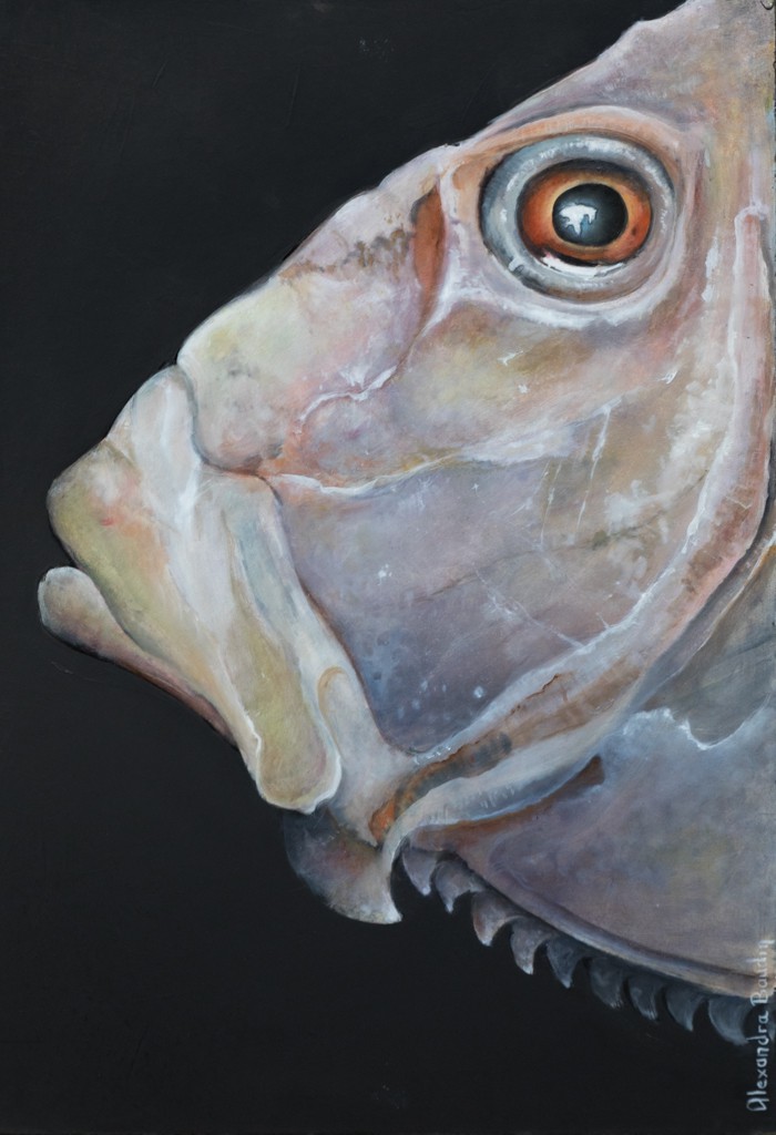 Alexandra Baudin, St pierre - série poisson Alexandra Baudin, St pierre - série poisson