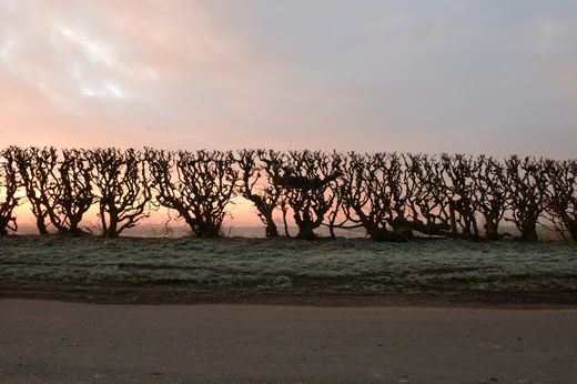 Andy Goldsworthy