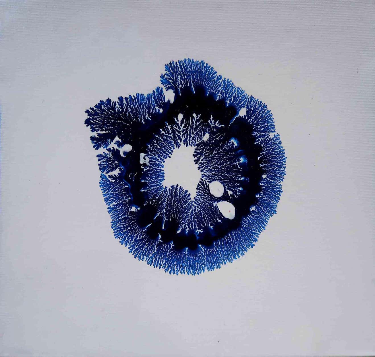 Amanda Ludovisi, Blue Life Amanda Ludovisi, Blue Life