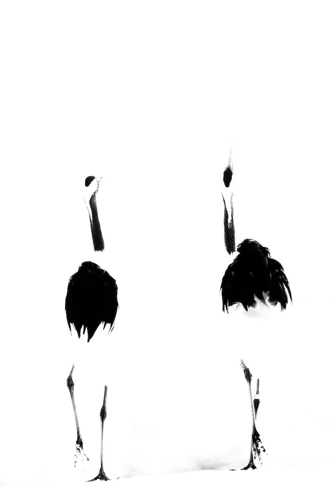 Henry Ausloos, Couple II - série oiseaux Henry Ausloos, Couple II - série oiseaux