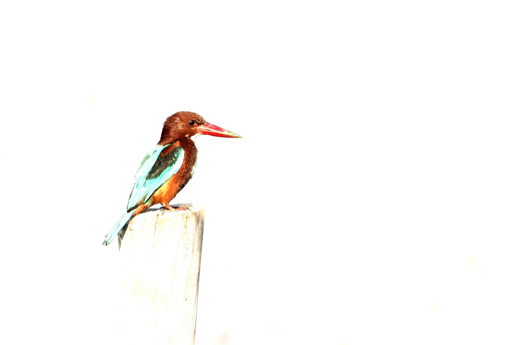 Henry Ausloos, Le chasseur - série oiseaux Henry Ausloos, Le chasseur - série oiseaux