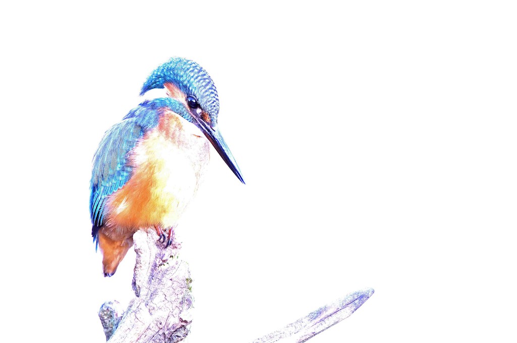 Henry Ausloos, Le rêveur - série oiseaux Henry Ausloos, Le rêveur - série oiseaux