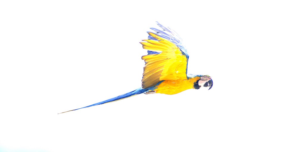 Henry Ausloos, Oiseau d'or - série oiseaux Henry Ausloos, Oiseau d'or - série oiseaux