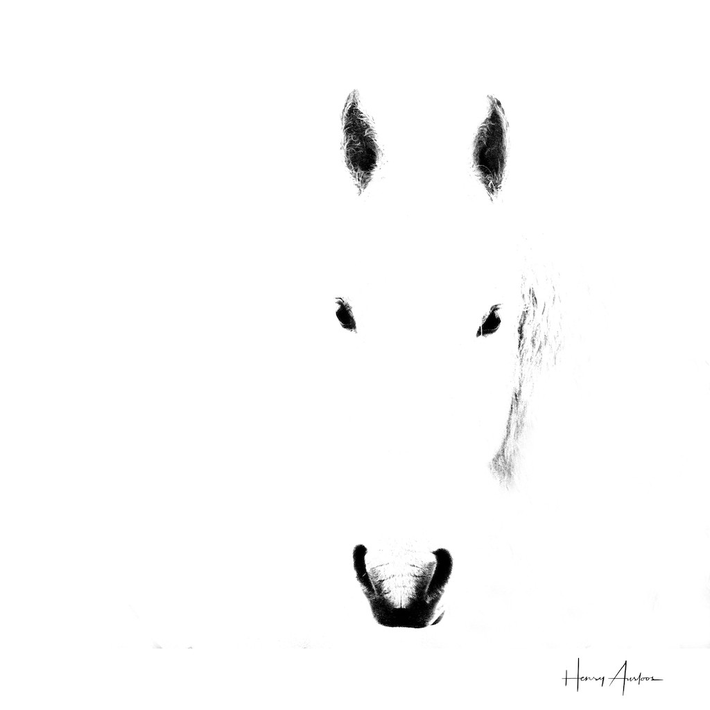 Henry Ausloos, Cheval fantôme - série animaux Henry Ausloos, Cheval fantôme - série animaux
