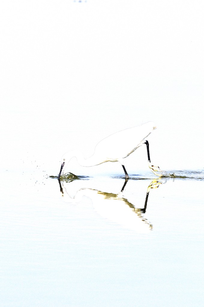 Henry Ausloos, La capture - série oiseaux Henry Ausloos, La capture - série oiseaux