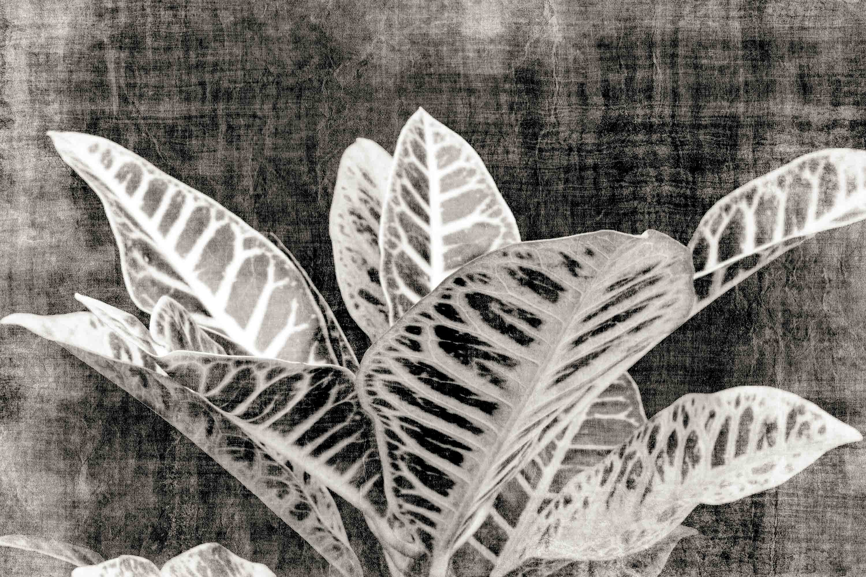 Sumit Mehndiratta, Vintage Croton Edition Sumit Mehndiratta, Vintage Croton Edition