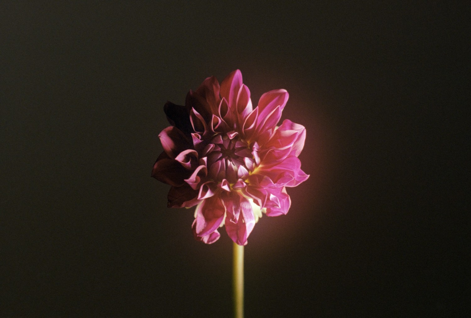 Jihun Ju, Flower poem: dahlia Jihun Ju, Flower poem: dahlia