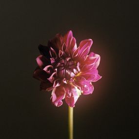 Jihun Ju, Flower poem: dahlia Jihun Ju, Flower poem: dahlia