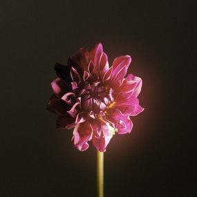 Photography, Flower poem: dahlia, Jihun Ju