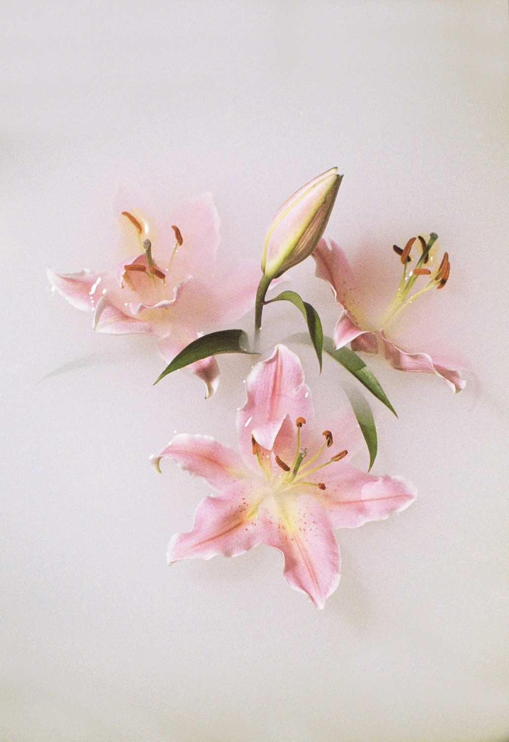 Jihun Ju, Flower poem: pink lily Jihun Ju, Flower poem: pink lily