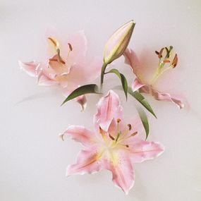 Jihun Ju, Flower poem: pink lily Jihun Ju, Flower poem: pink lily