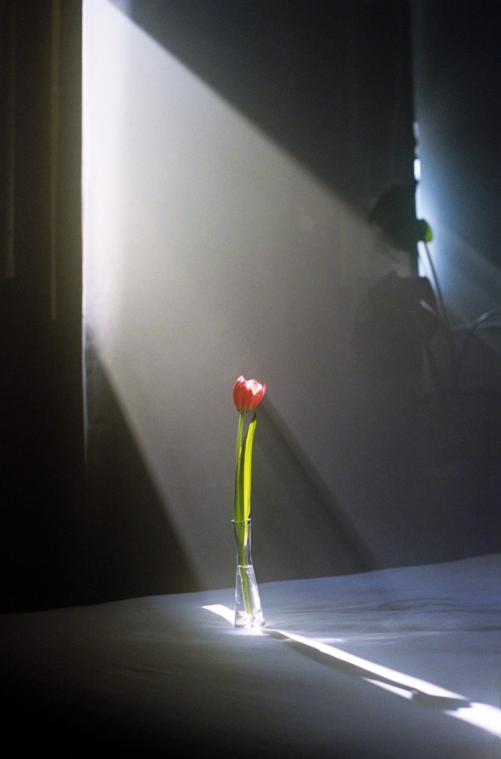 Jihun Ju, Flower poem: the yawn Jihun Ju, Flower poem: the yawn