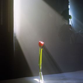 Jihun Ju, Flower poem: the yawn Jihun Ju, Flower poem: the yawn