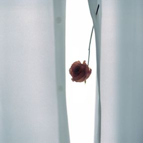 Jihun Ju, Flower poem: rose Jihun Ju, Flower poem: rose