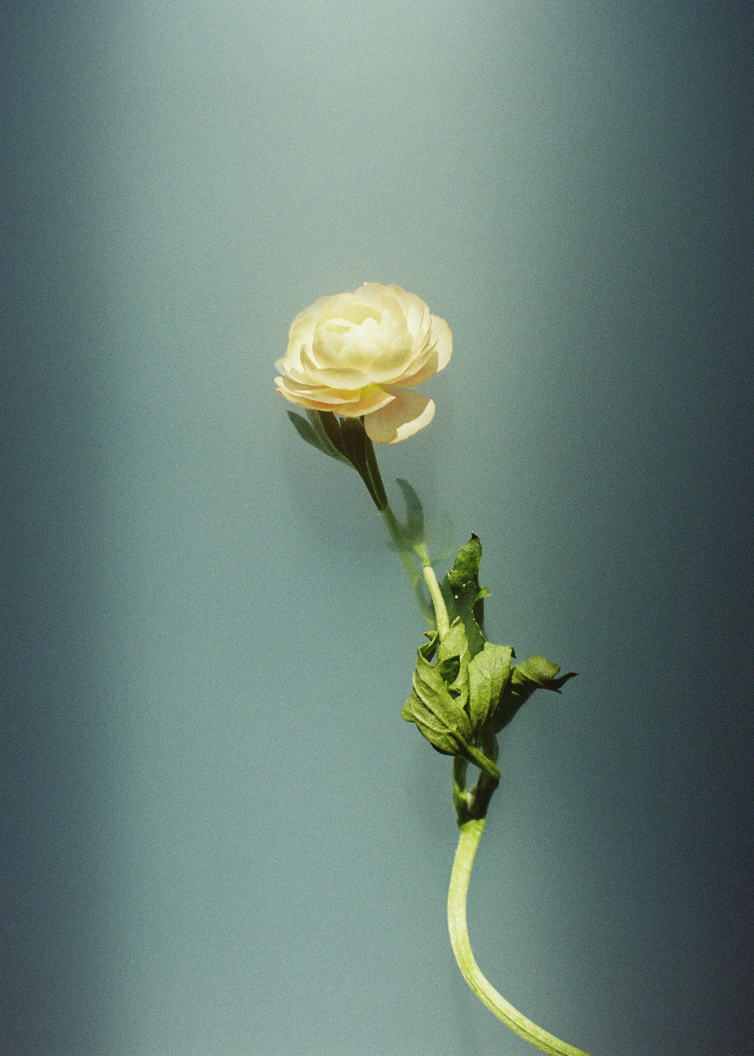 Jihun Ju, Flower poem: trust Jihun Ju, Flower poem: trust