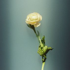 Jihun Ju, Flower poem: trust Jihun Ju, Flower poem: trust