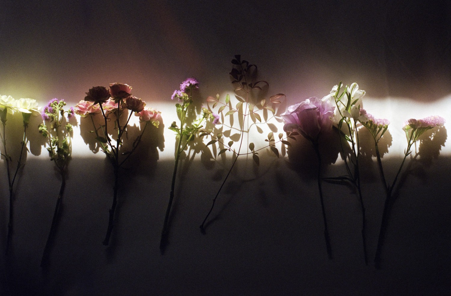 Jihun Ju, Flower poem: lean on the sunlight Jihun Ju, Flower poem: lean on the sunlight