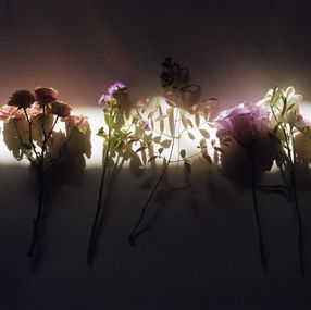 Jihun Ju, Flower poem: lean on the sunlight Jihun Ju, Flower poem: lean on the sunlight