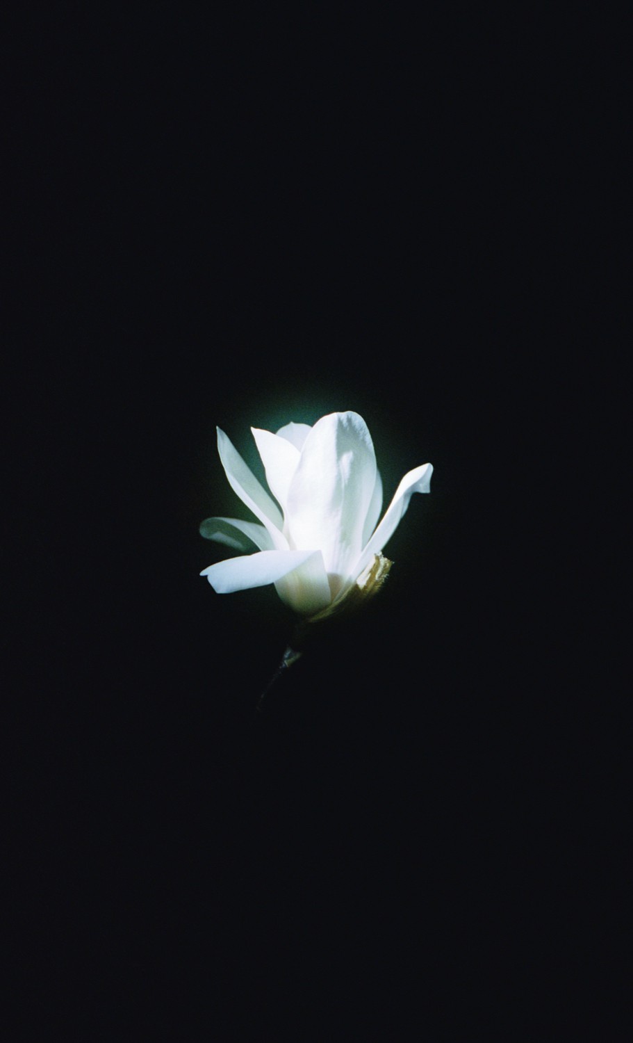 Jihun Ju, Flower poem: a white butterfly Jihun Ju, Flower poem: a white butterfly
