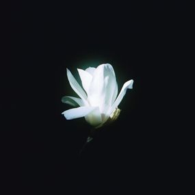 Jihun Ju, Flower poem: a white butterfly Jihun Ju, Flower poem: a white butterfly