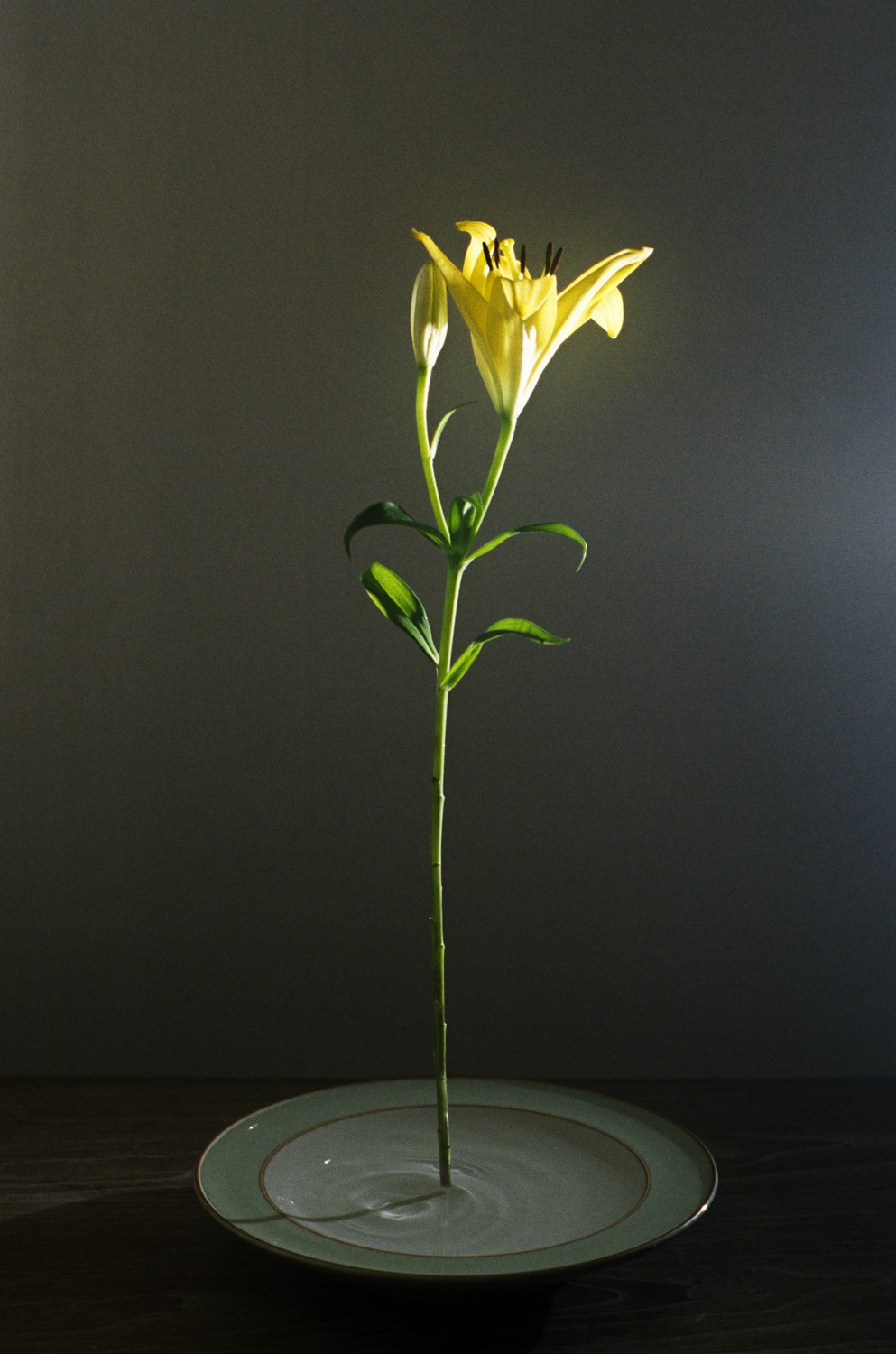Jihun Ju, Flower poem: gravity Jihun Ju, Flower poem: gravity