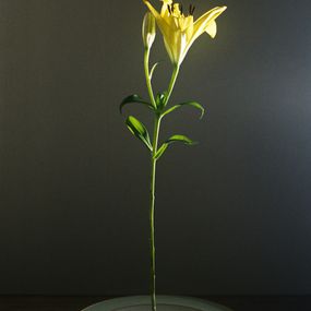 Jihun Ju, Flower poem: gravity Jihun Ju, Flower poem: gravity