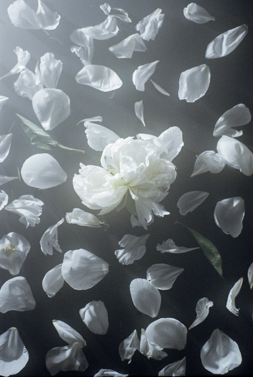 Jihun Ju, Flower poem: eternity Jihun Ju, Flower poem: eternity