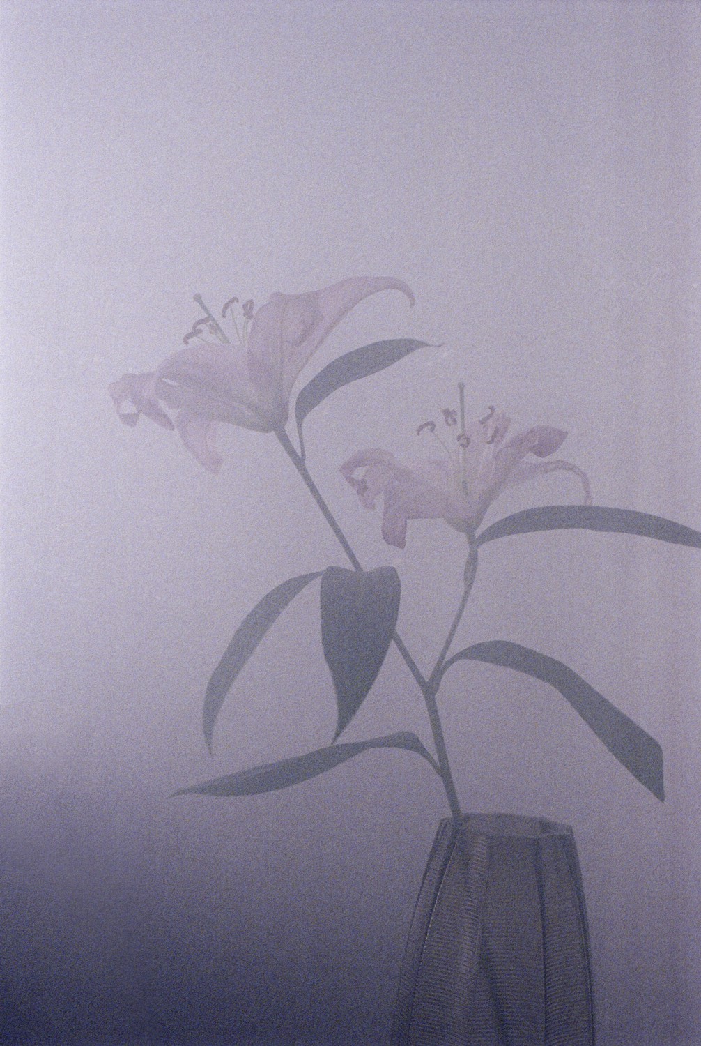 Jihun Ju, Flower poem: lilies in the fog Jihun Ju, Flower poem: lilies in the fog