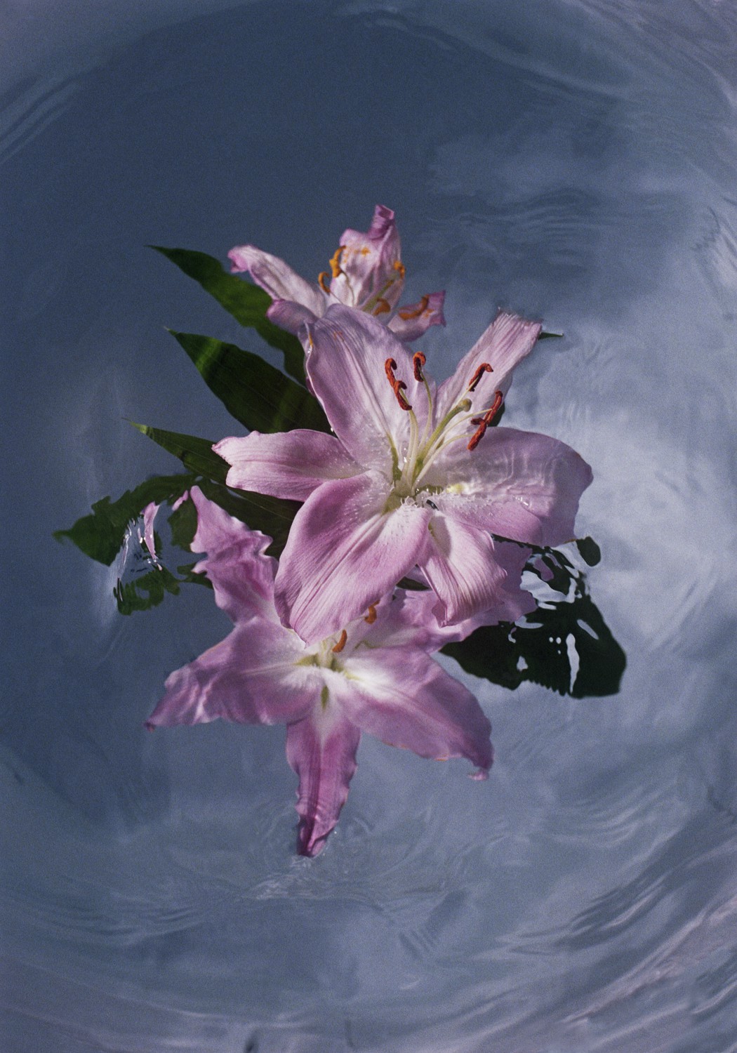 Jihun Ju, Flower poem: shaking Jihun Ju, Flower poem: shaking