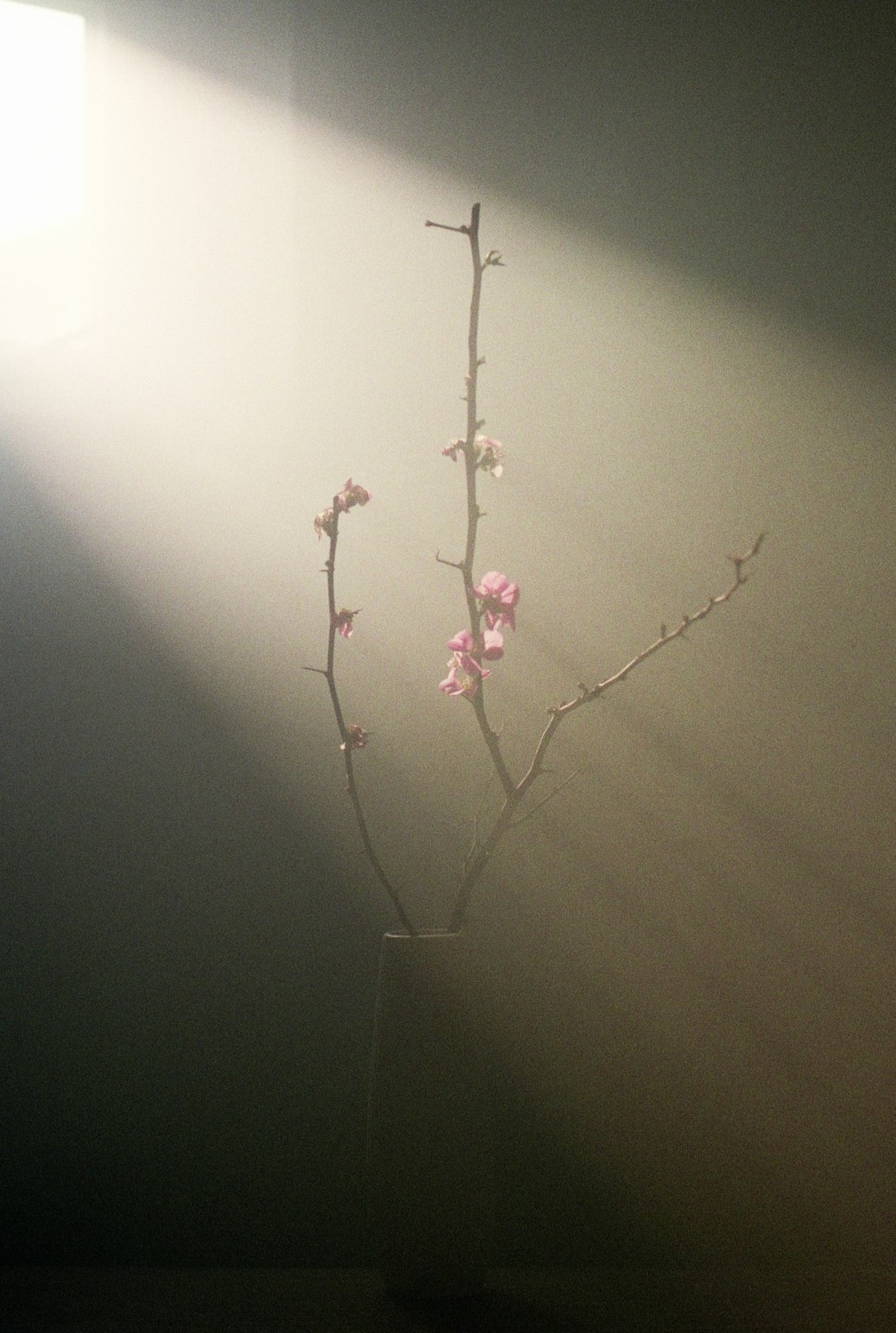 Jihun Ju, Flower poem: flowering quince Jihun Ju, Flower poem: flowering quince