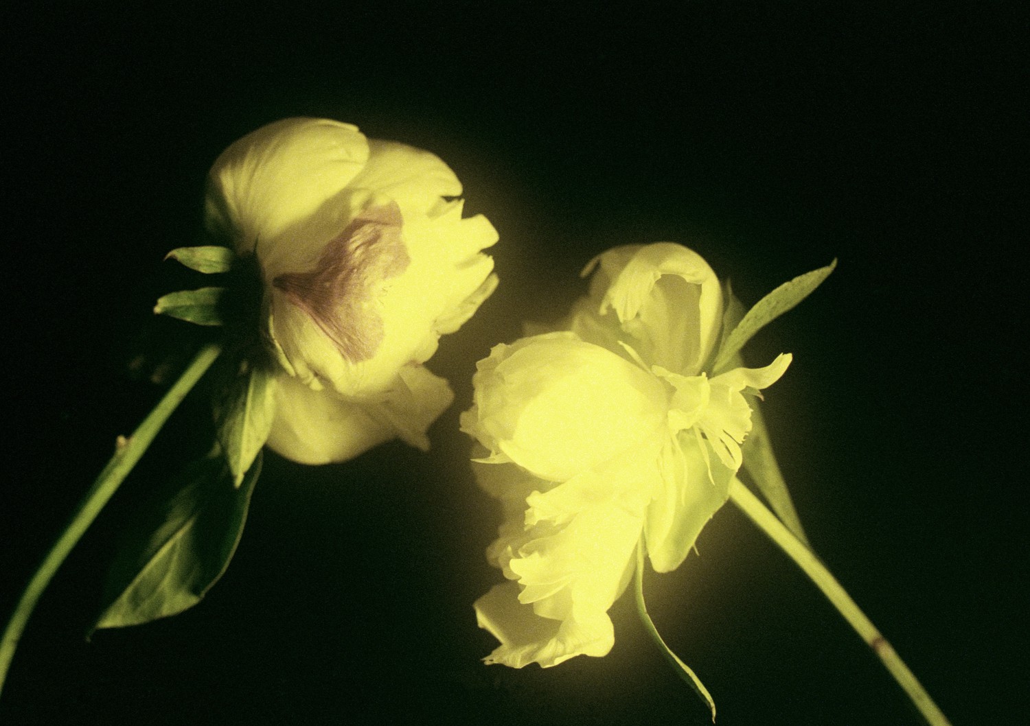 Jihun Ju, Flower poem: in silence Jihun Ju, Flower poem: in silence