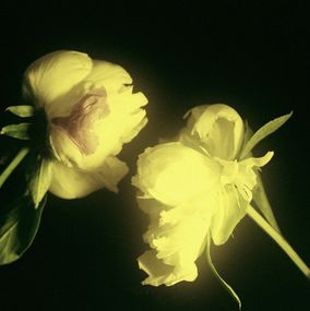 Jihun Ju, Flower poem: in silence Jihun Ju, Flower poem: in silence