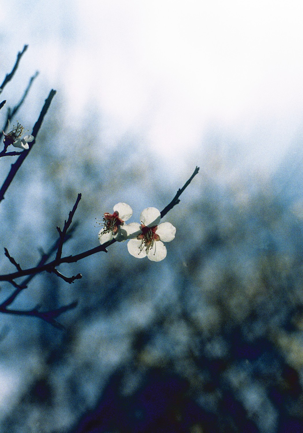 Jihun Ju, Flower poem: plum blossom Jihun Ju, Flower poem: plum blossom