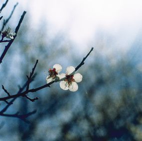Jihun Ju, Flower poem: plum blossom Jihun Ju, Flower poem: plum blossom