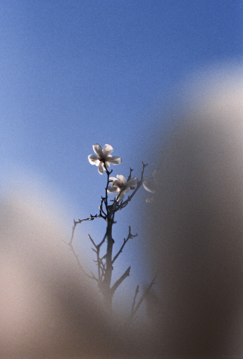 Jihun Ju, Flower poem: a white butterfly Jihun Ju, Flower poem: a white butterfly