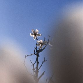 Jihun Ju, Flower poem: a white butterfly Jihun Ju, Flower poem: a white butterfly