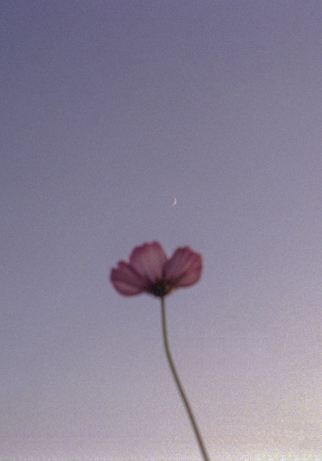 Jihun Ju, Flower poem: connection Jihun Ju, Flower poem: connection