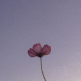 Jihun Ju, Flower poem: connection Jihun Ju, Flower poem: connection