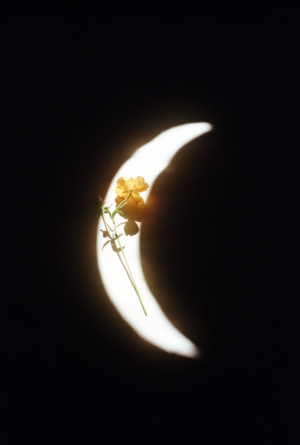 Jihun Ju, Flower poem: In the warmth of the moonlight Jihun Ju, Flower poem: In the warmth of the moonlight