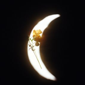 Jihun Ju, Flower poem: In the warmth of the moonlight Jihun Ju, Flower poem: In the warmth of the moonlight