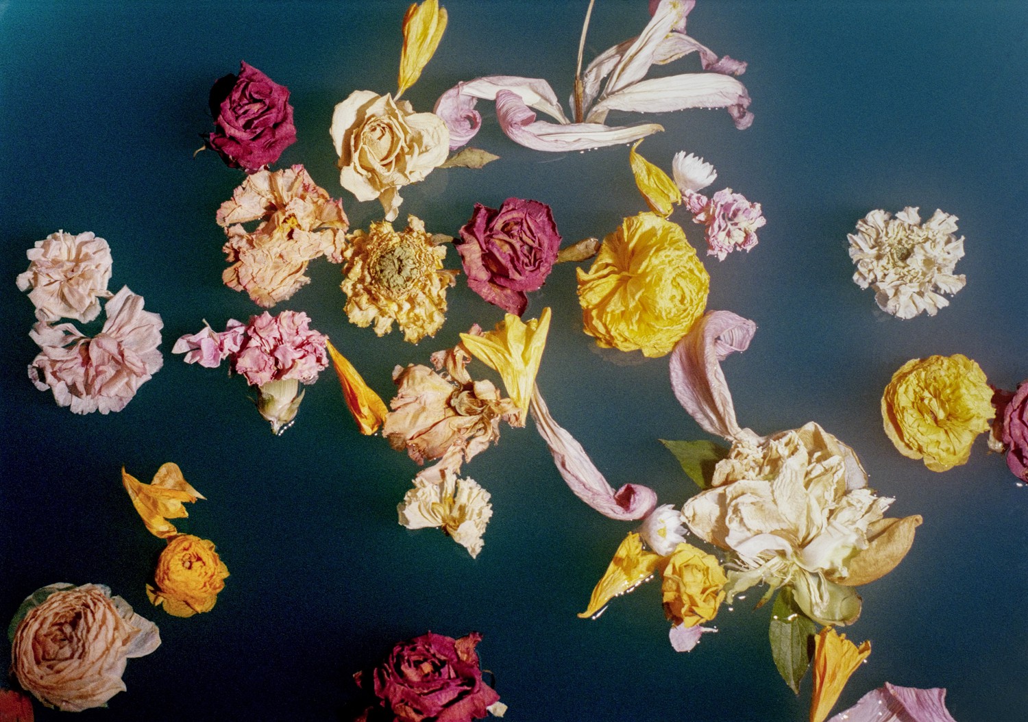 Jihun Ju, Flower poem: farewell Jihun Ju, Flower poem: farewell