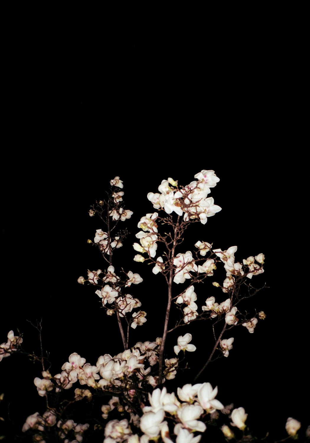 Jihun Ju, Flower poem: magnolia Jihun Ju, Flower poem: magnolia