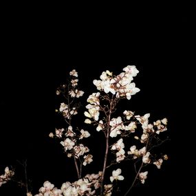Jihun Ju, Flower poem: magnolia Jihun Ju, Flower poem: magnolia